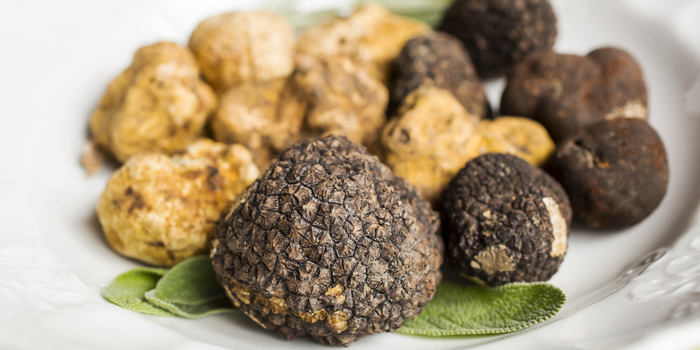 What's the difference between truffle and white truffle?